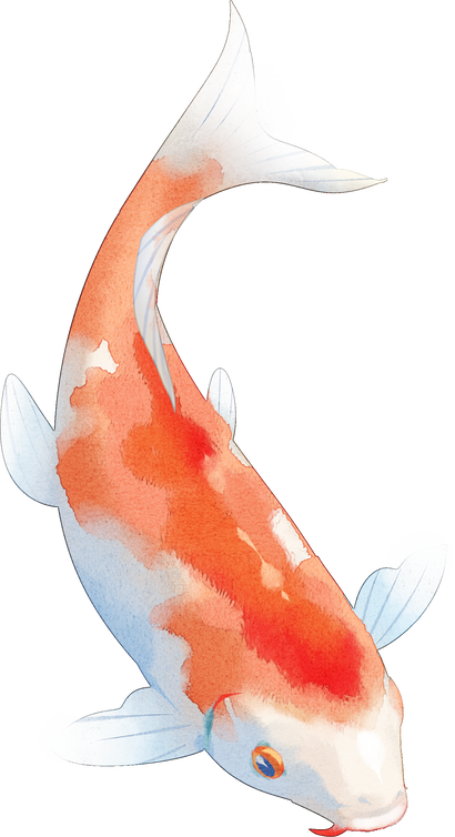 Koi Fish Illustration