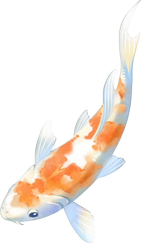 Koi Fish Illustration